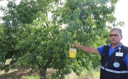 Narenciye İhracatına Büyükşehir Desteği